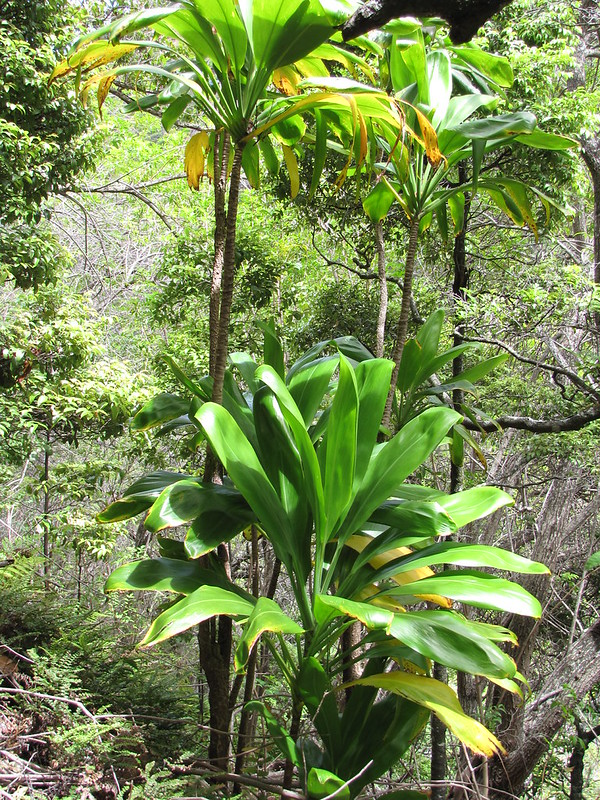 ti leaves in a forest