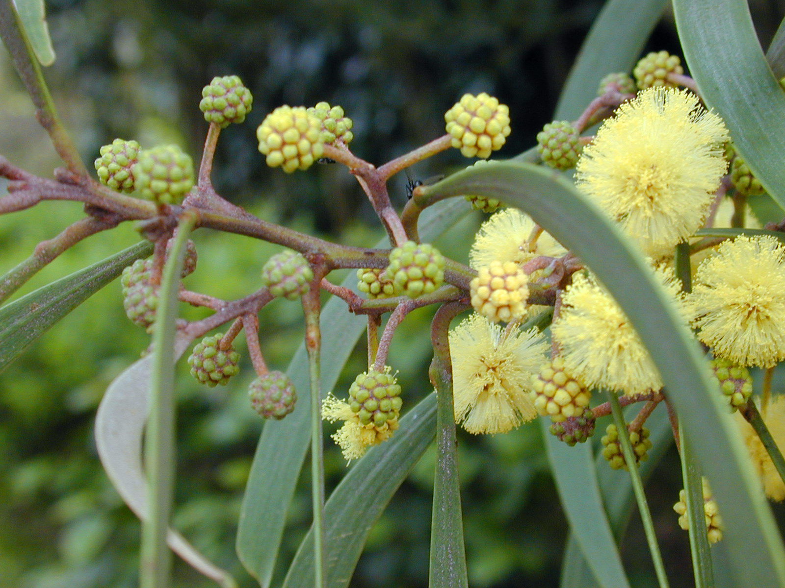 koaia flowers