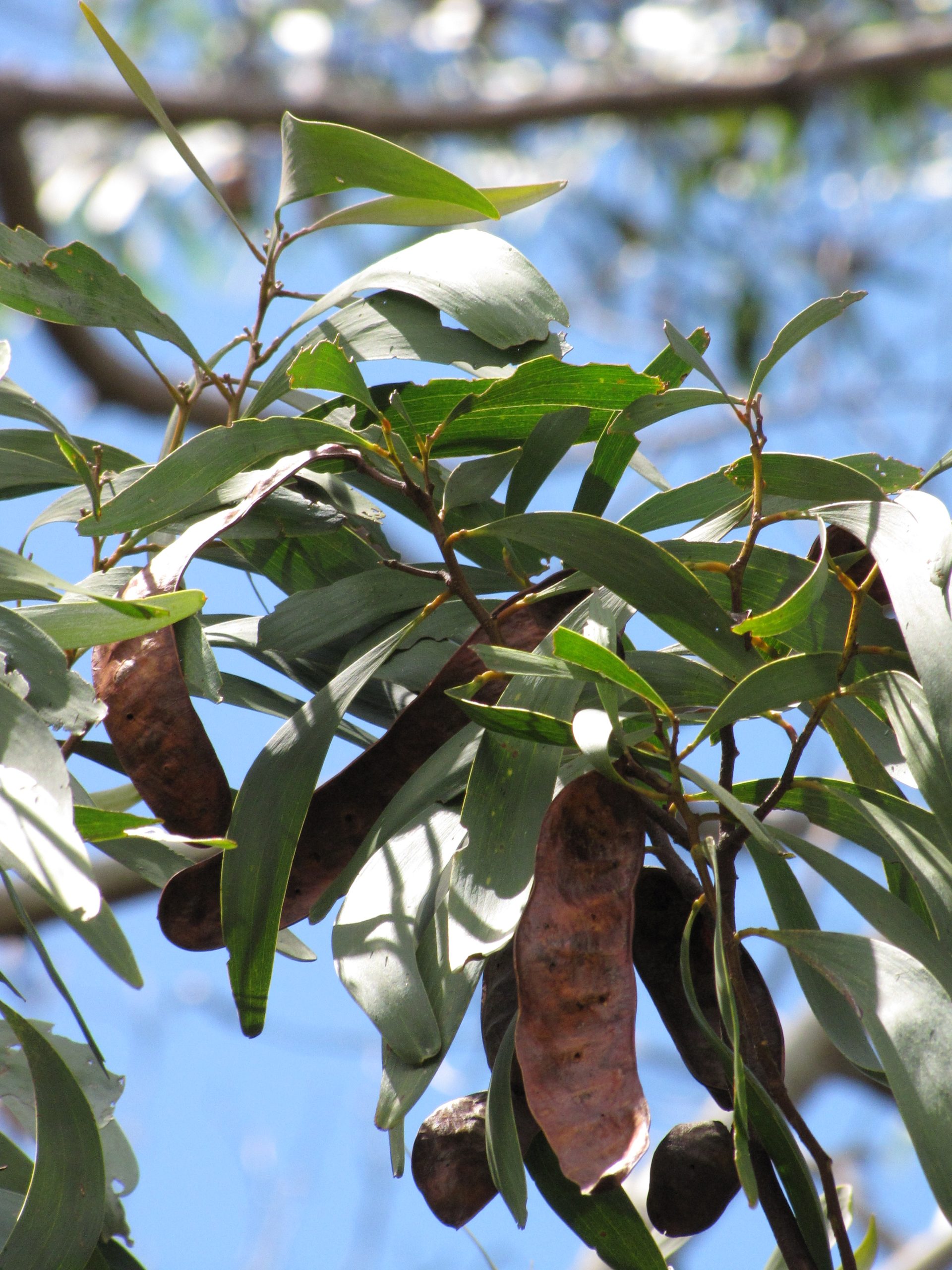 koa leaves and pods