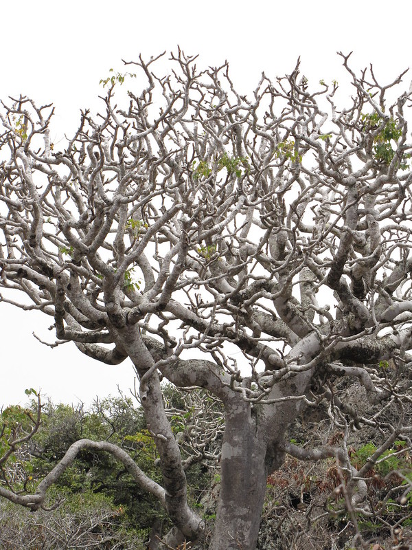 large ohe makai tree