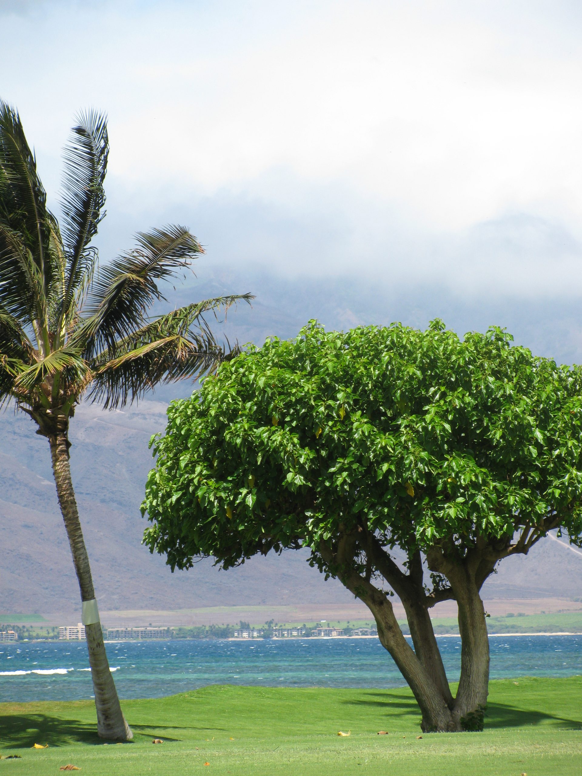 large kou next to a coconut tree near the ocean