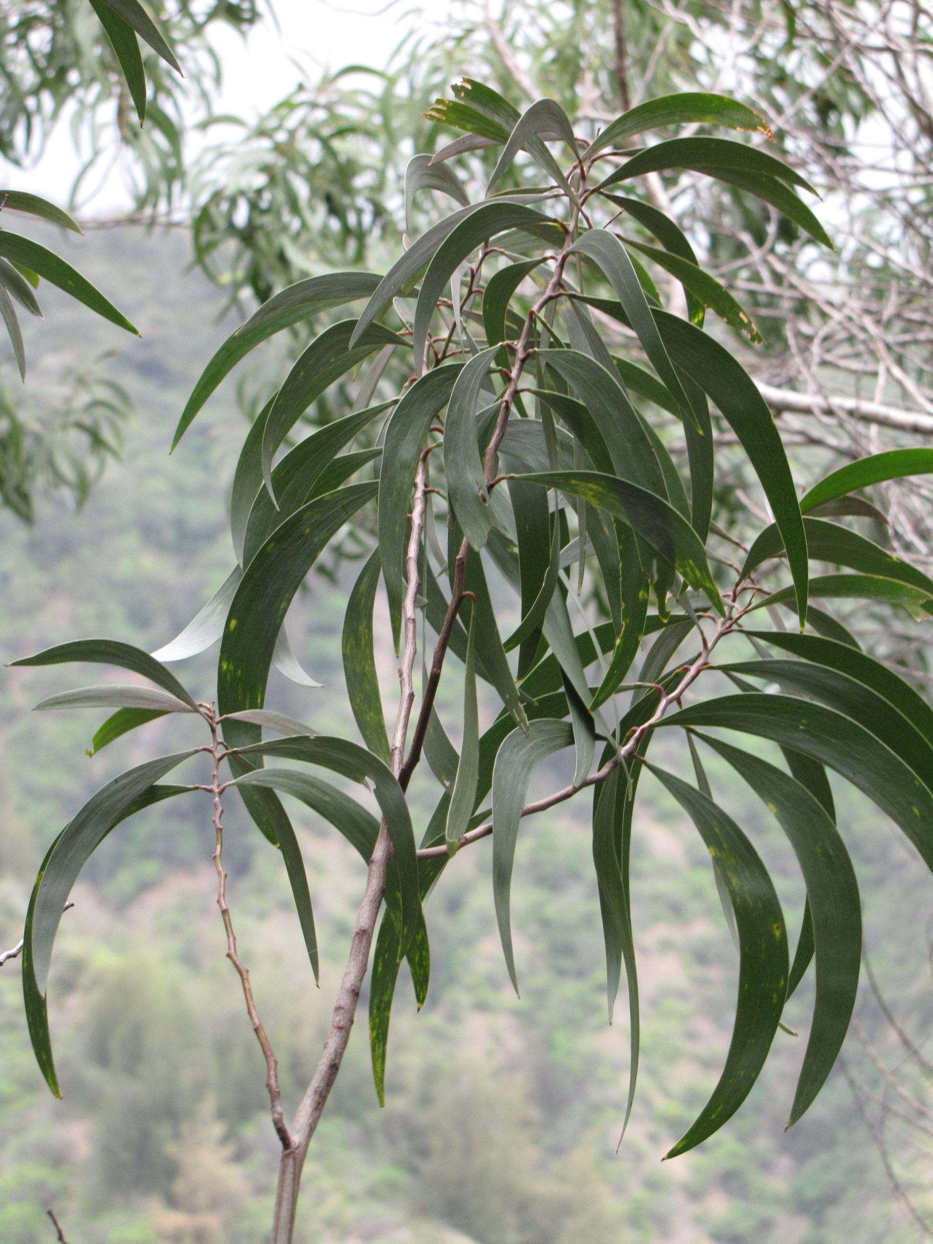 koaia leaves in a forest