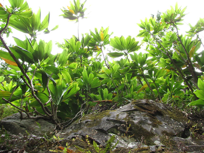 cluster of ti leaves near rocks