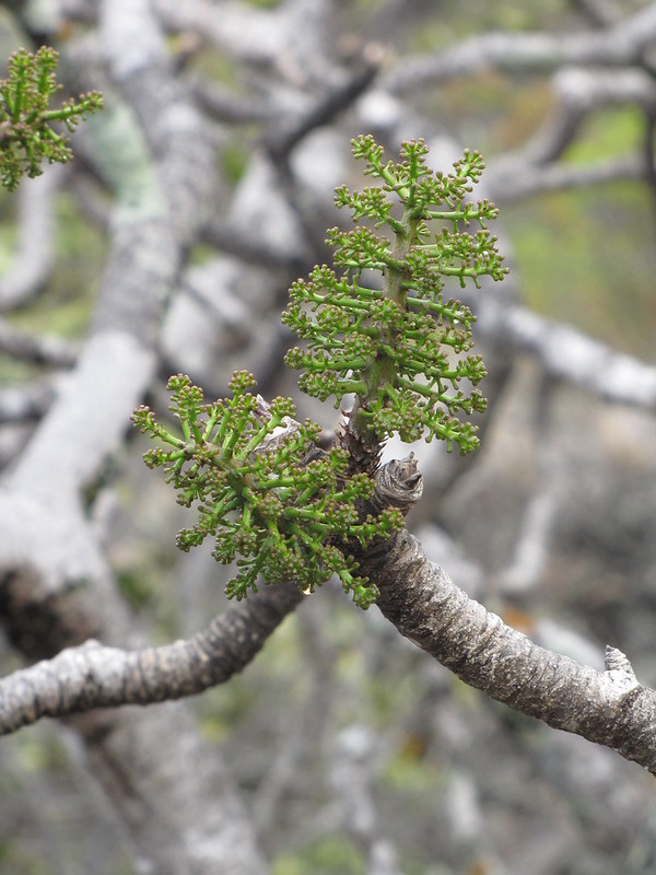 ohe makai flowers