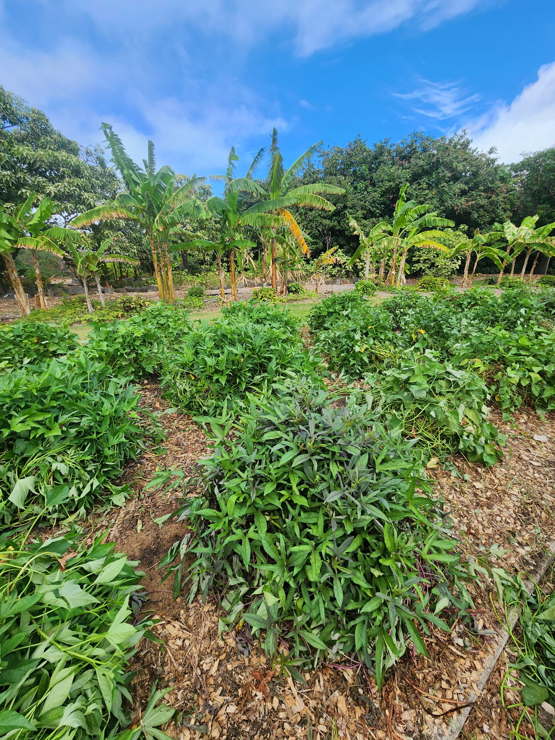 Uala mounds in the garden