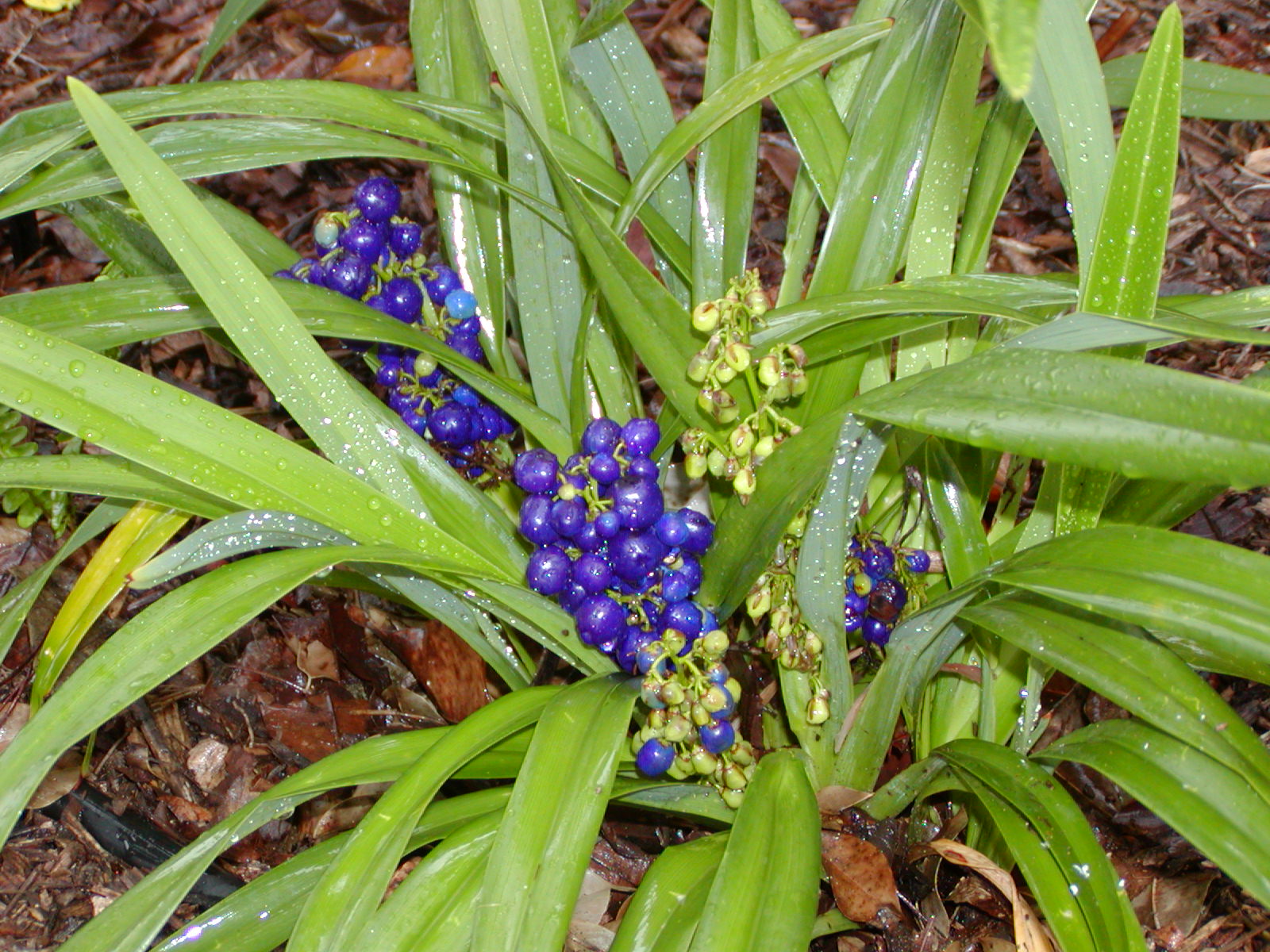ukiuki with purple fruit