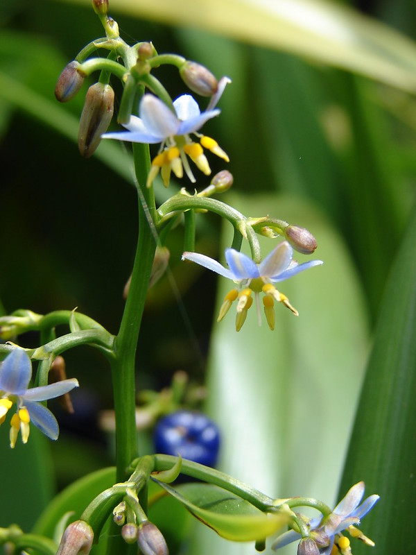 Purple and yellow flowers