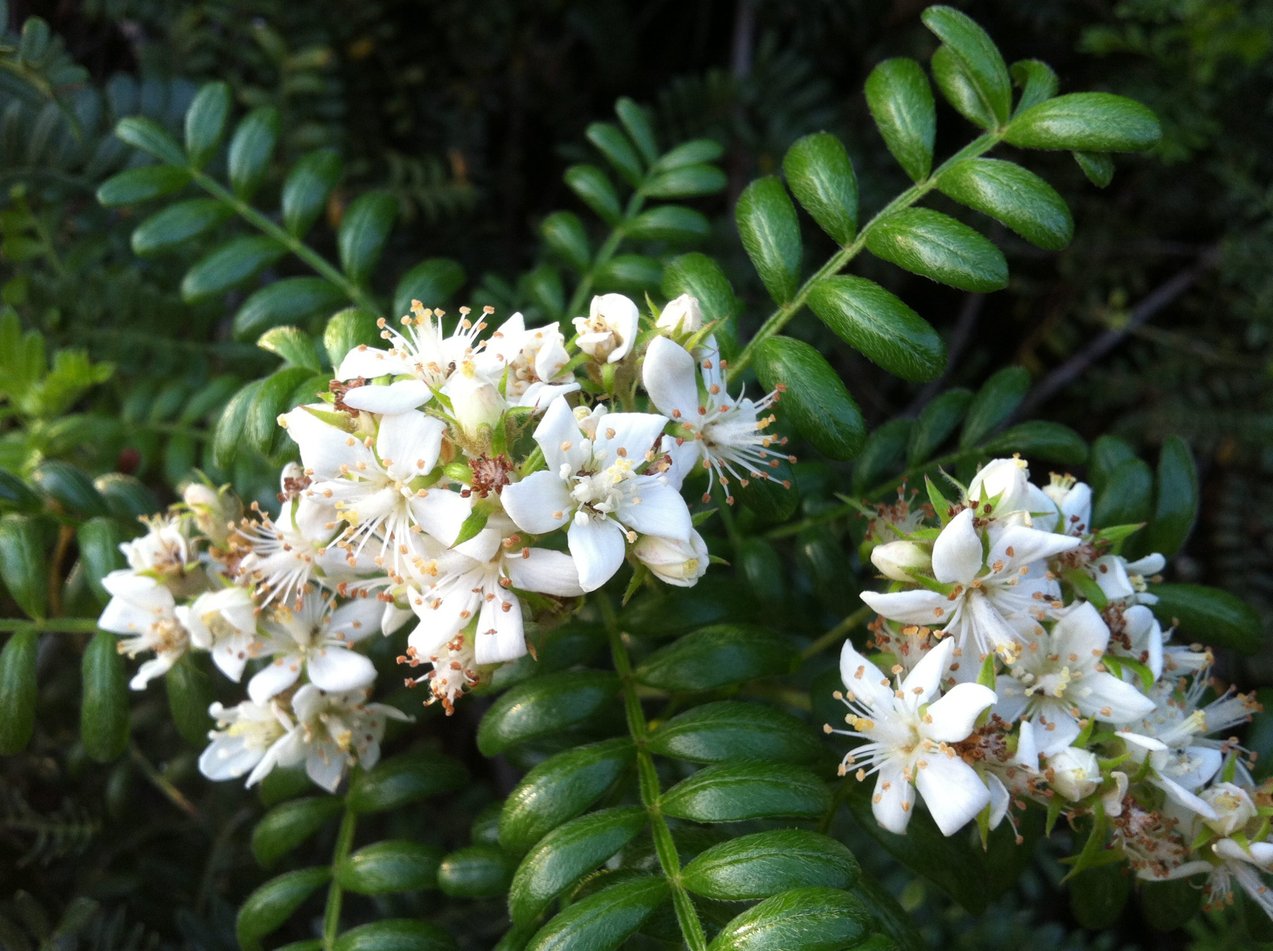 Small white ulei flowers