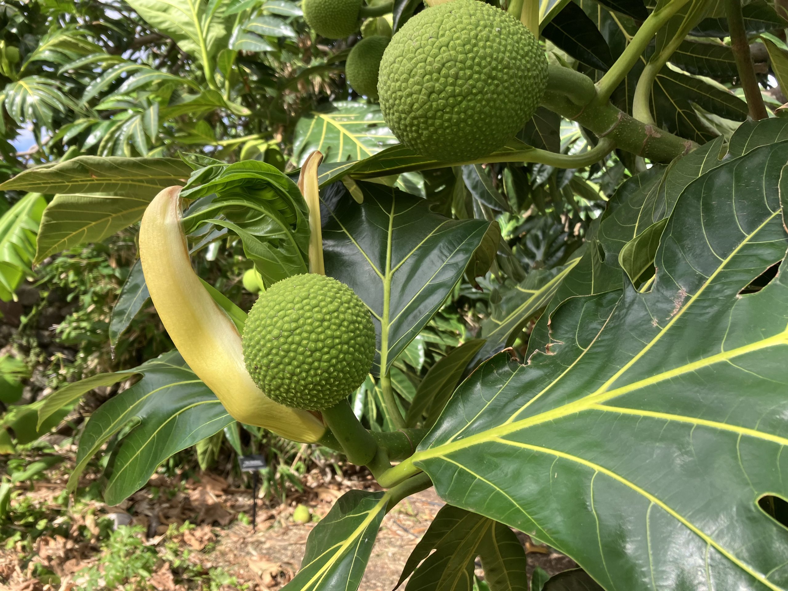 Ulu fruit and flower