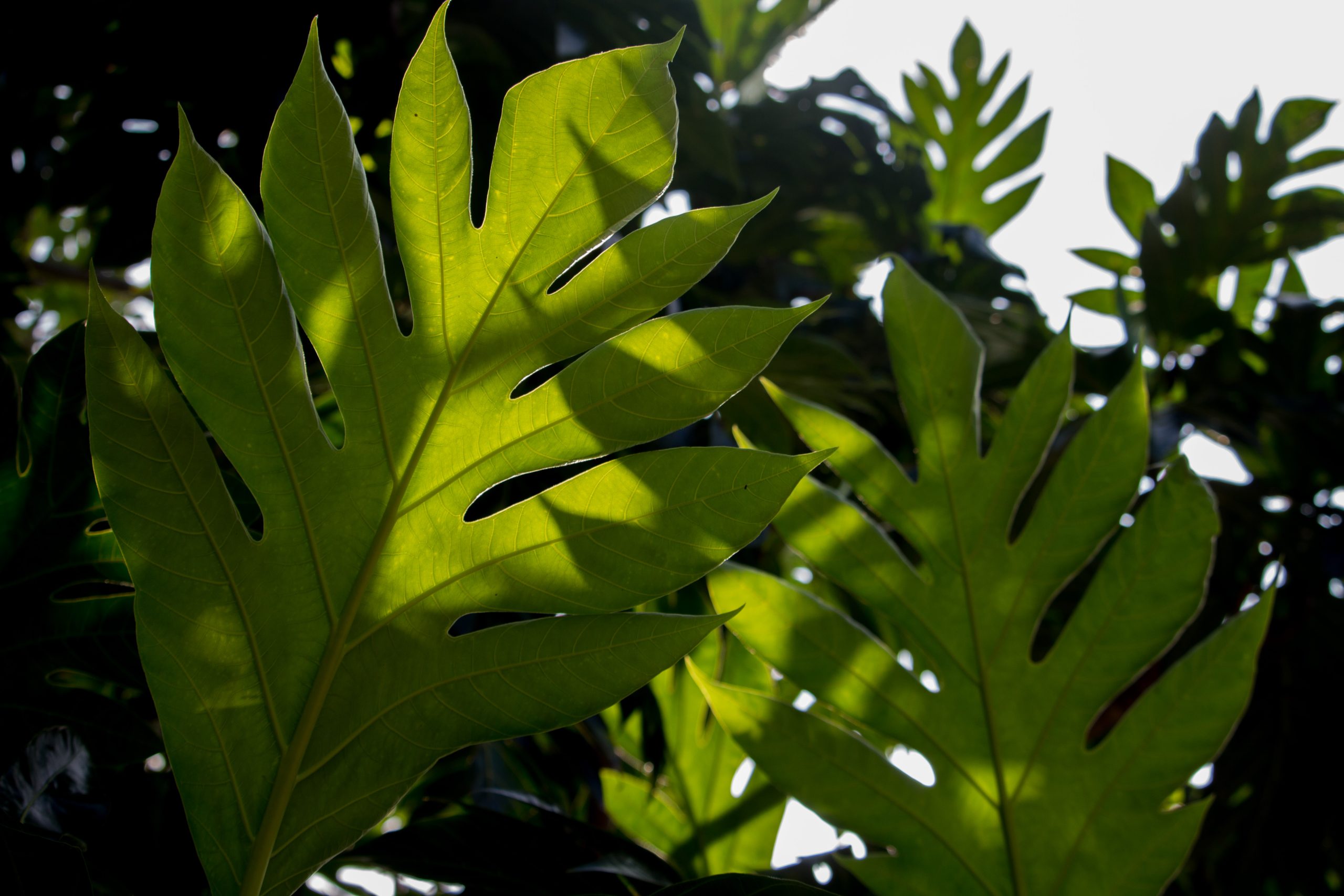Ulu leaves