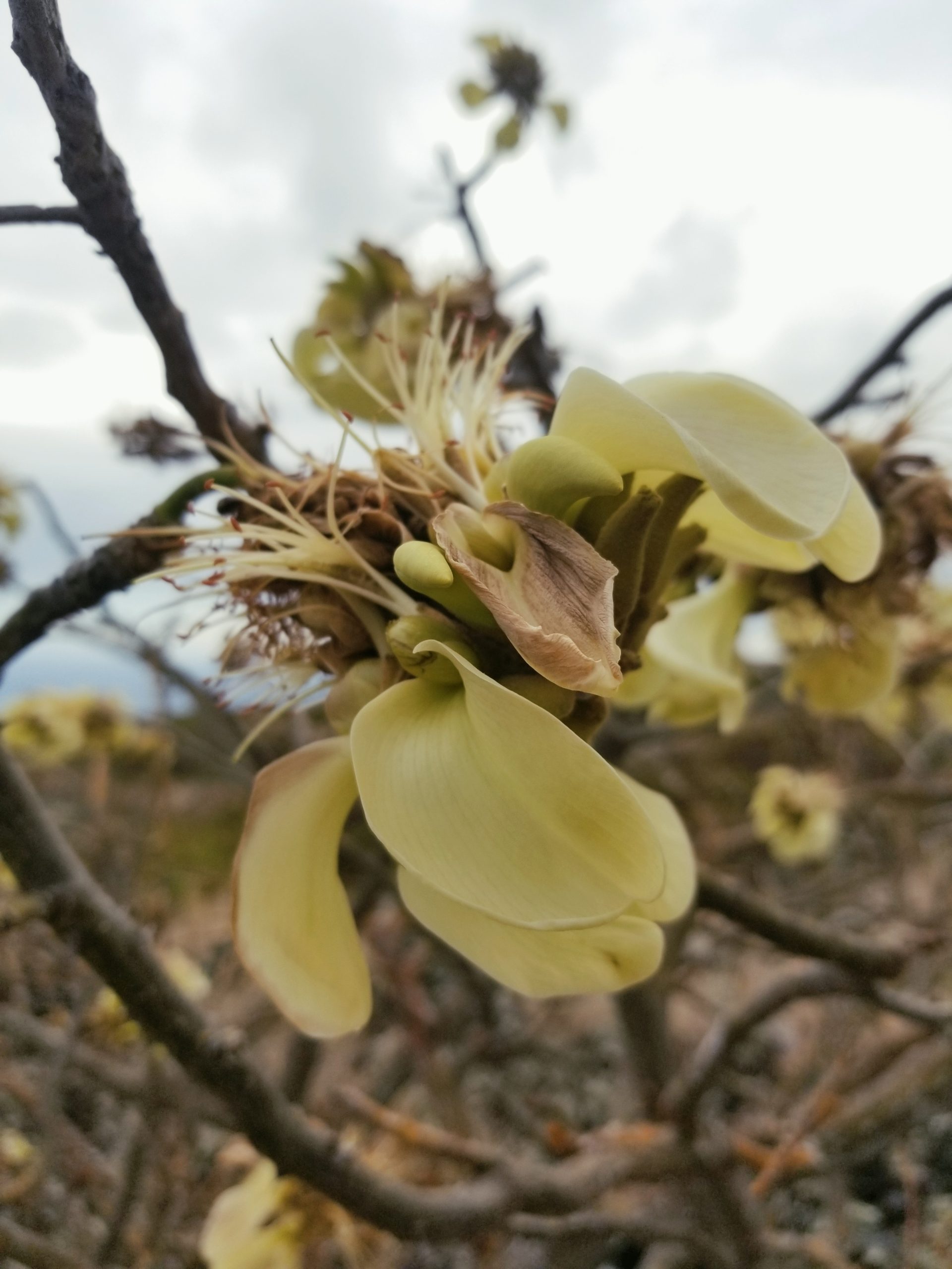 white wiliwili flowers