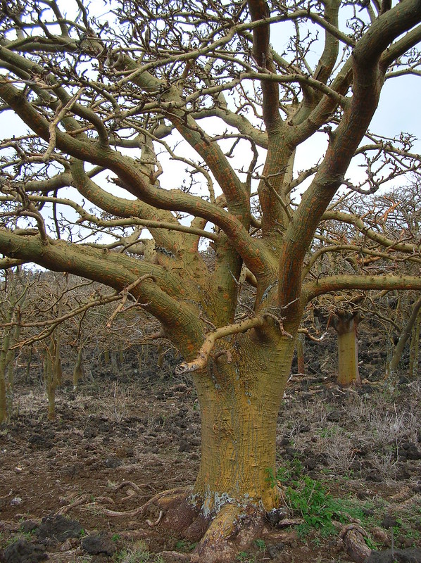 wiliwili tree